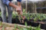 Agriculture